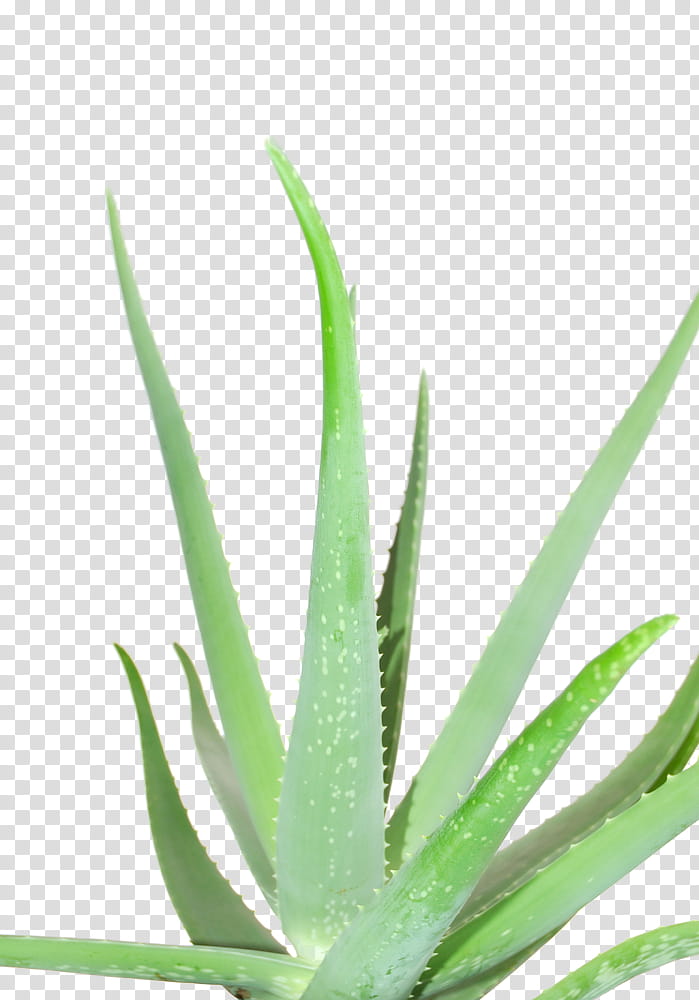 Cactuses and Plants, green Aloe vera plant transparent background PNG clipart