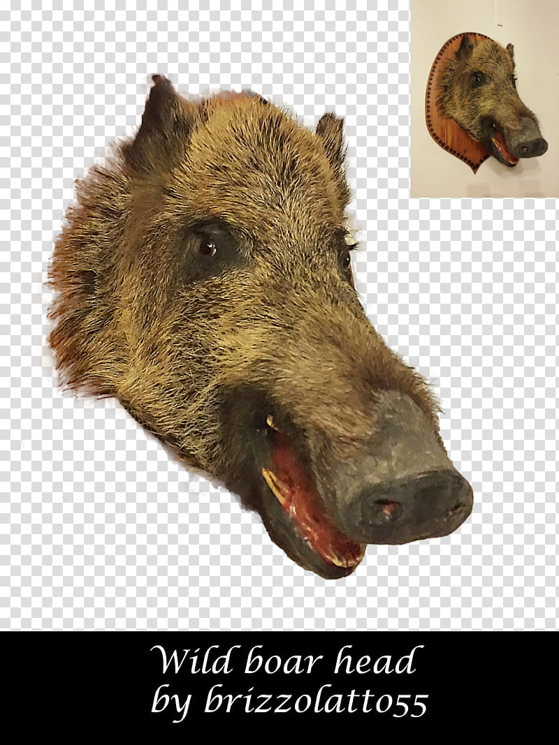 Wild boar head, wild boar head by Brizzolatto transparent background PNG clipart