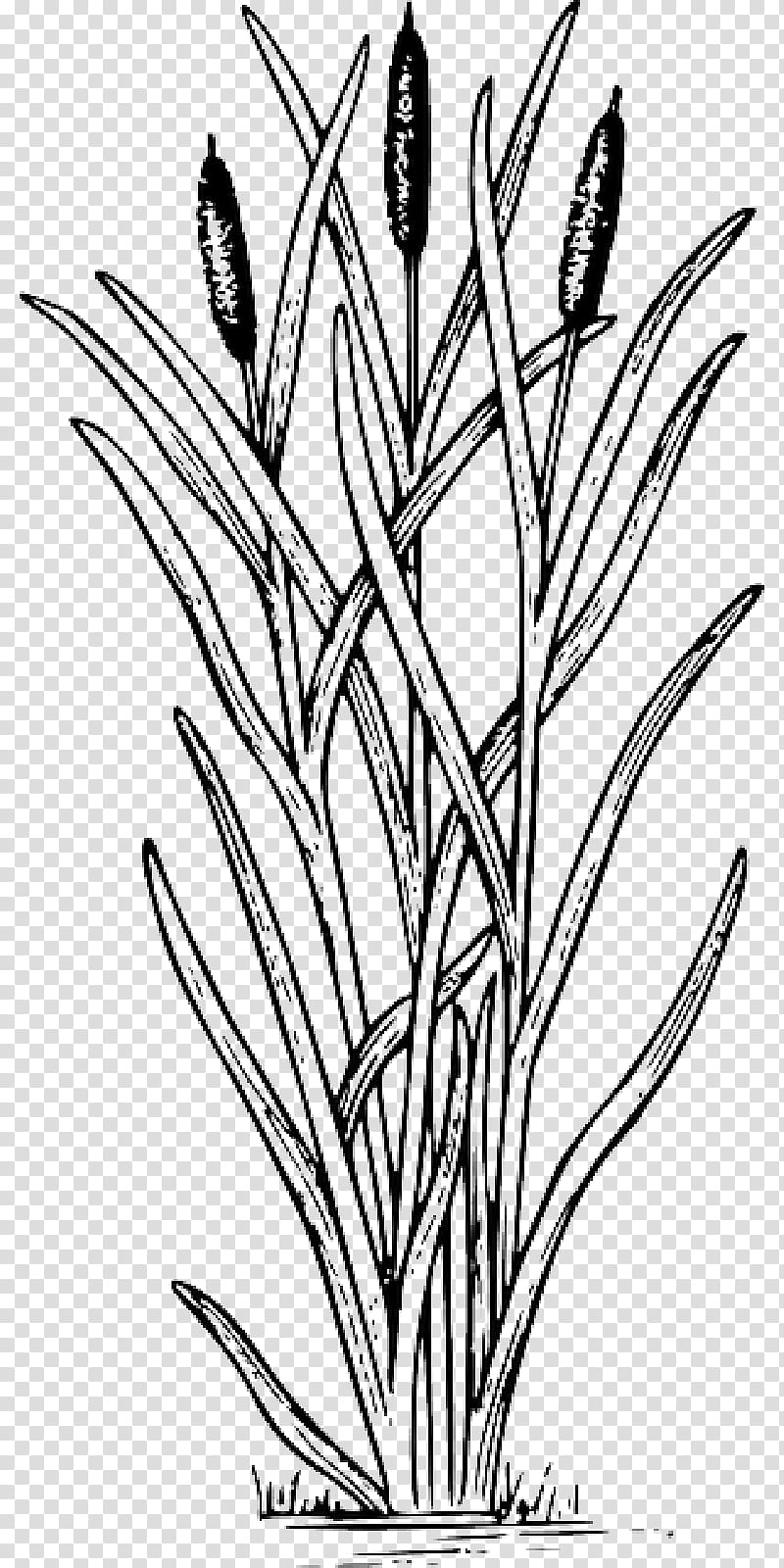 Drawing Of Family, Cattail, Painting, Line Art, Swamp, Plants, Aquatic Plants, Cartoon transparent background PNG clipart