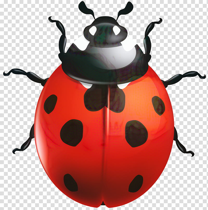 Ladybird, Ladybird Beetle, Insect, Ladybug, Leaf Beetle, Scarabs, Darkling Beetles transparent background PNG clipart