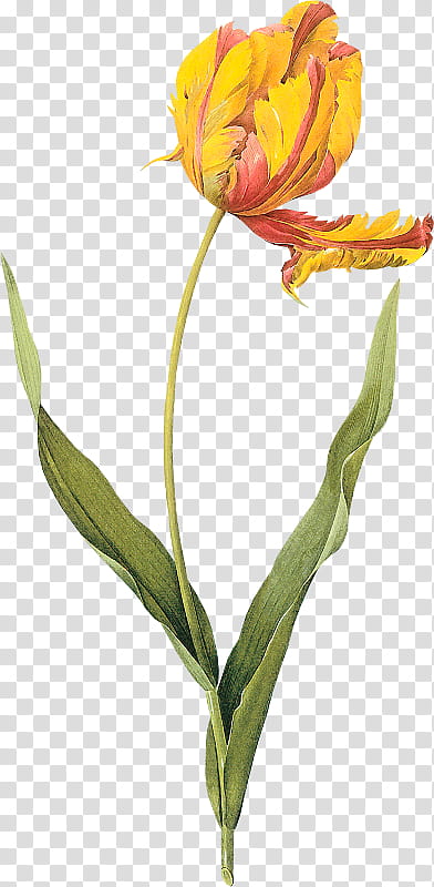 Flowers, Choix Des Plus Belles Fleurs, Tulip, Painting, Rose, Art Museum, Artist, Plant transparent background PNG clipart