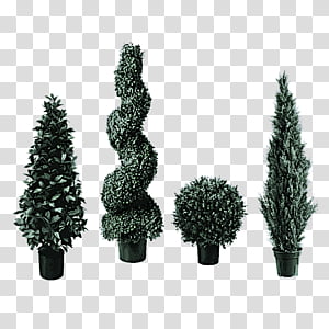 shortleaf black spruce balsam fir colorado spruce canadian fir white pine, Tree, Yellow Fir, Oregon Pine, Lodgepole Pine, Plant transparent background PNG clipart thumbnail