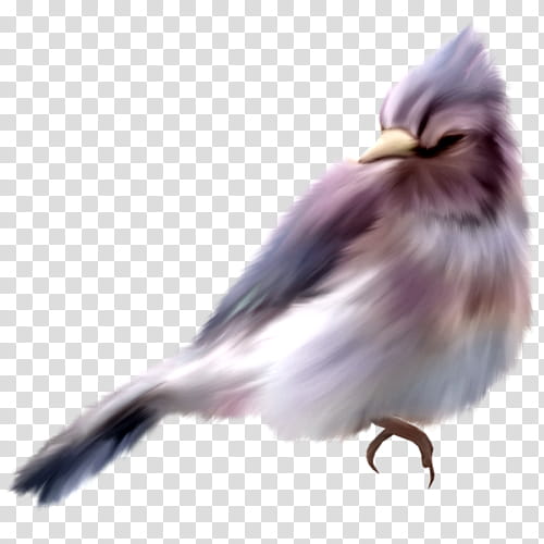 purple and gray bird transparent background PNG clipart