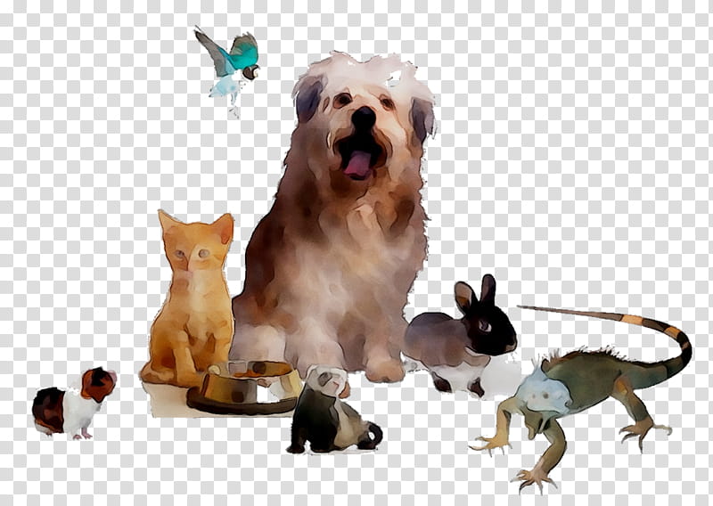 Dog And Cat, Puppy, Coldblooded, Companion Dog, Snout, Breed, Paw, Crossbreed transparent background PNG clipart