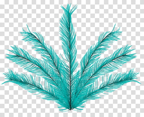 Green aesthetic, green feathers illustration transparent background PNG clipart