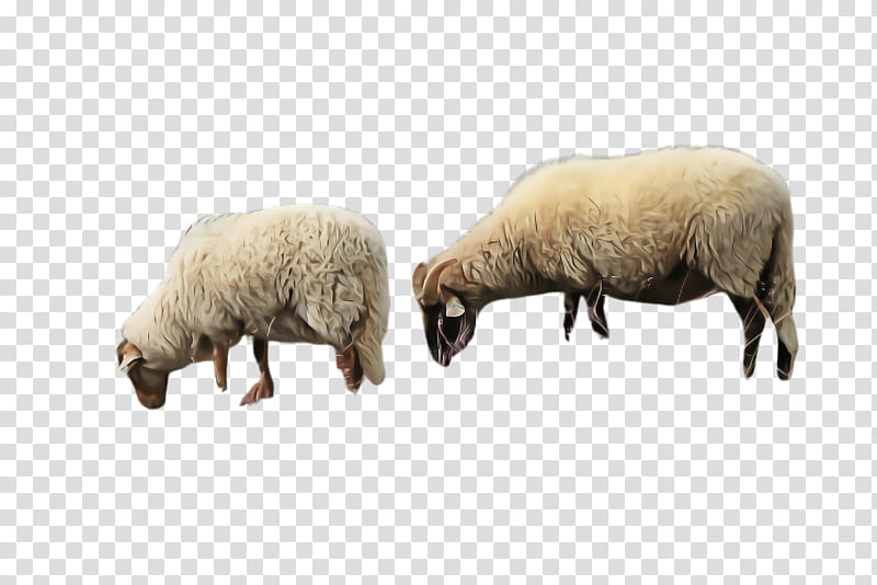 sheep sheep snout live animal figure, Live, Herd, Wildlife, Cowgoat Family, Grazing transparent background PNG clipart