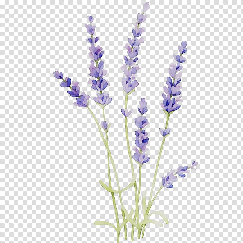 clipart lavender flowers