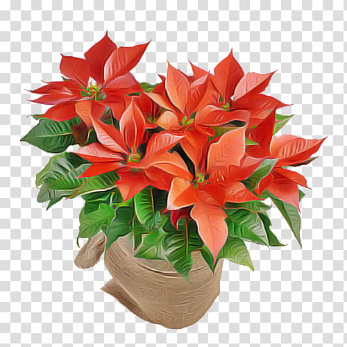 flower plant poinsettia red flowerpot, Anthurium, Houseplant, Lily, Bouquet transparent background PNG clipart