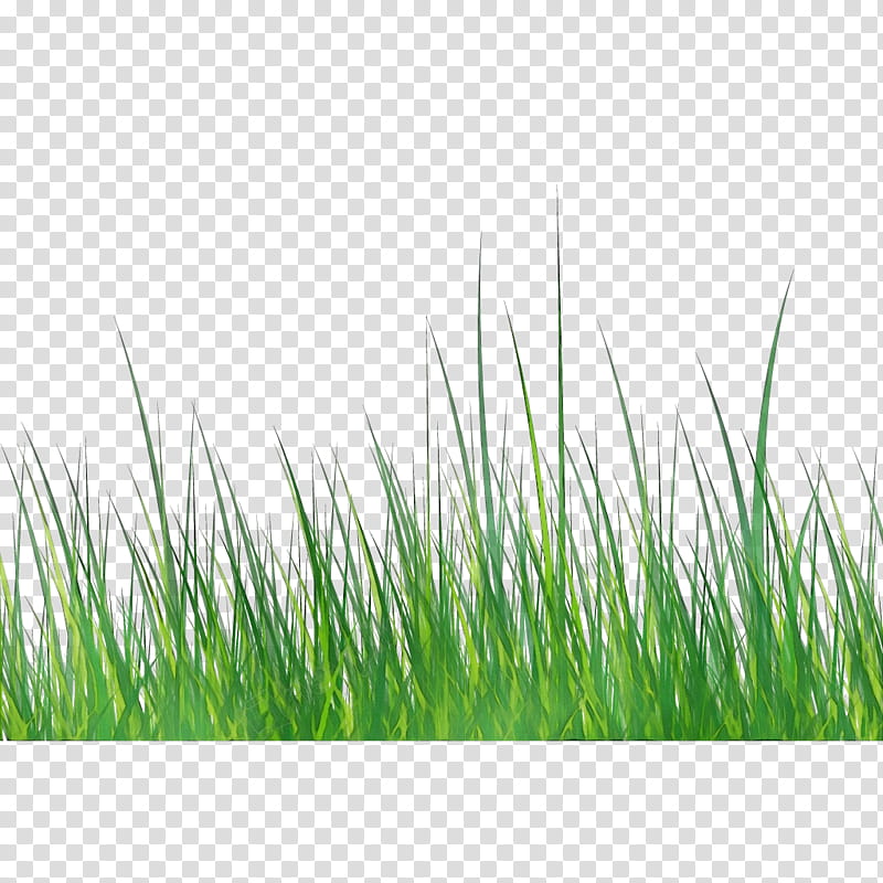 Green Grass, Watercolor, Paint, Wet Ink, Lawn, Fescues, Painting, Landscape Design transparent background PNG clipart