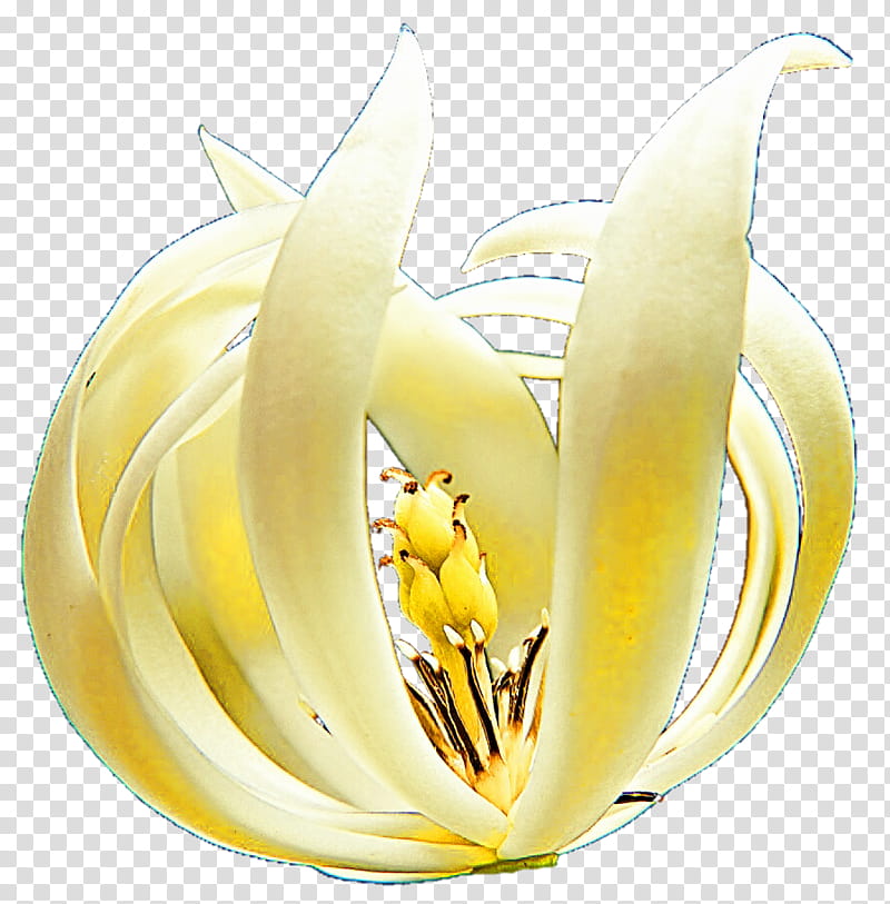 Spider Lily transparent background PNG clipart