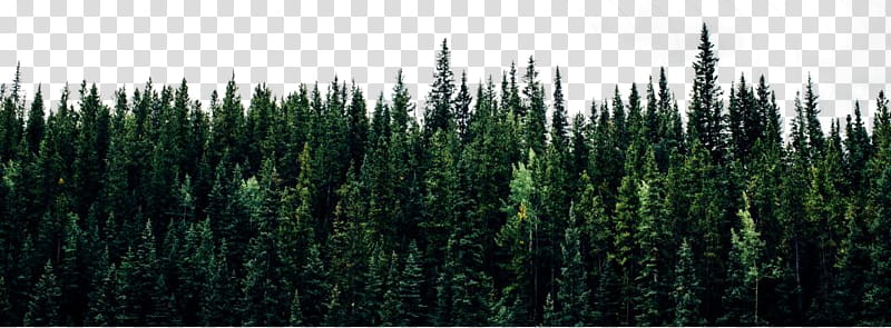 , nature graphy of pine trees transparent background PNG clipart