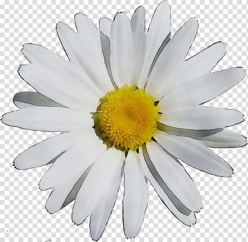Flowers, German Chamomile, Roman Chamomile, Oxeye Daisy, Chrysanthemum, Distillation, Marguerite Daisy, Food transparent background PNG clipart