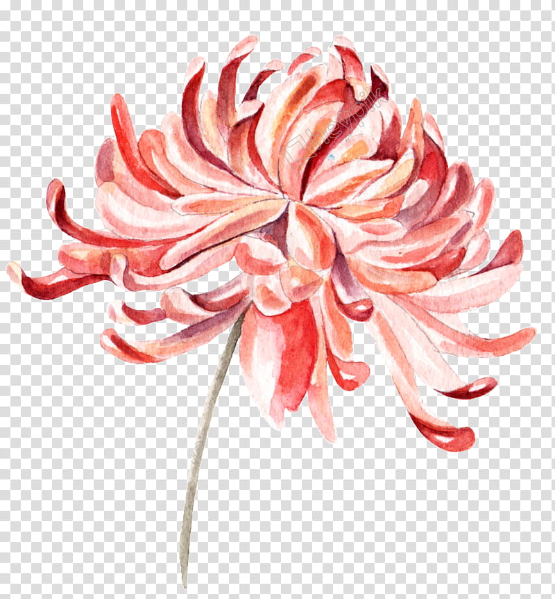 Watercolor Pink Flowers, Chrysanthemum, Floral Design, Cut Flowers, Watercolor Painting, Textile, Gratis, Plant transparent background PNG clipart