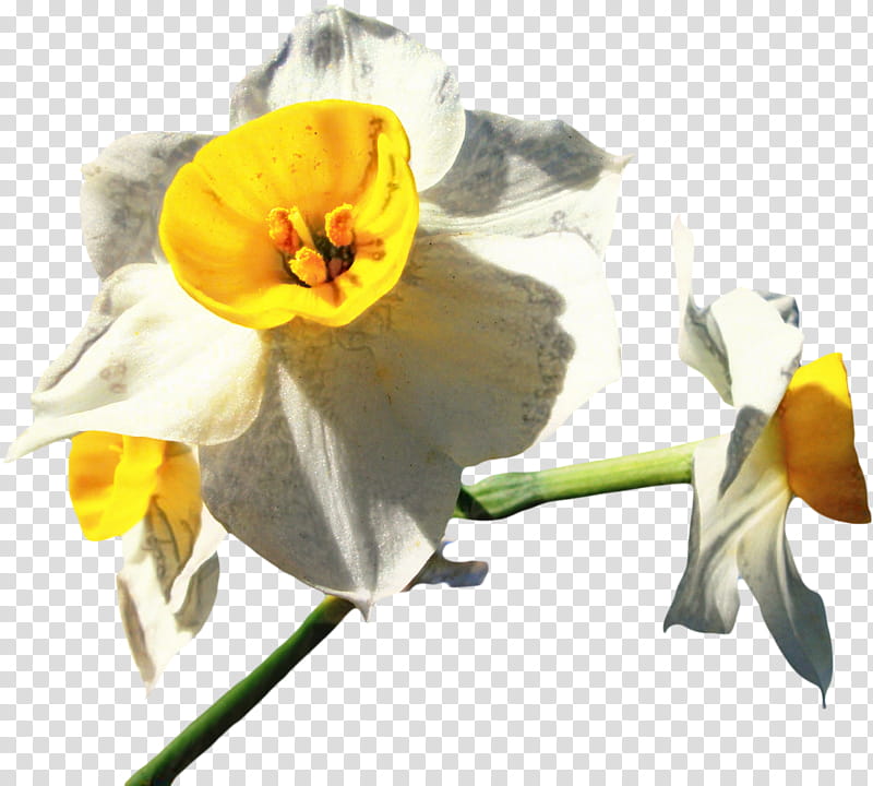 Orchid Flower, Orchids, Narcissus, Moth Orchids, Yellow, Spring Framework, Plant, Petal transparent background PNG clipart