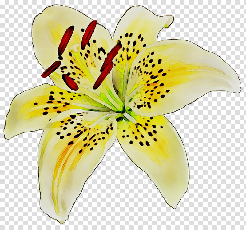 Flowers, Yellow, Cut Flowers, Lily M, Petal, Tiger Lily, Plant, Yellow Canada Lily transparent background PNG clipart