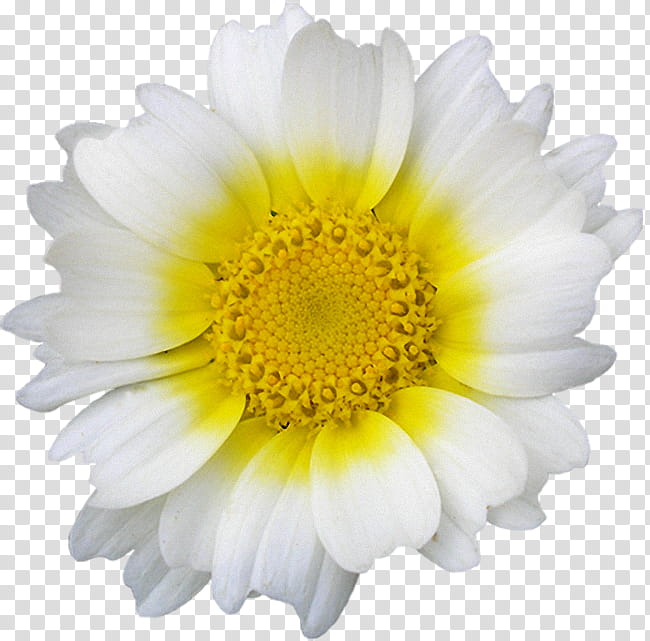 Flowers, Marguerite Daisy, Common Daisy, Oxeye Daisy, Daisy Family, Chrysanthemum, Argyranthemum, White transparent background PNG clipart