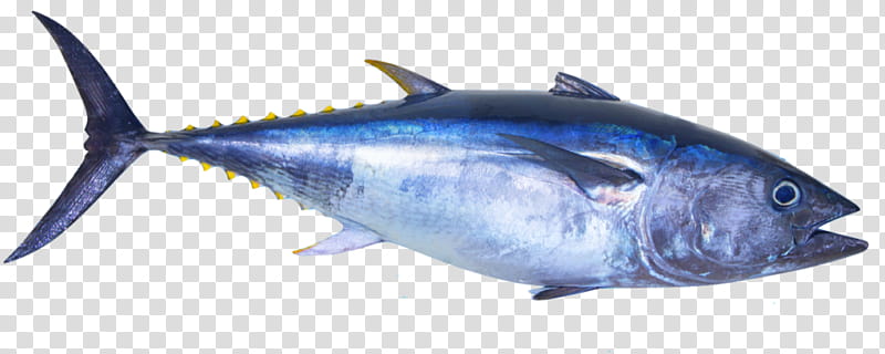 Sushi, Atlantic Bluefin Tuna, Tuna Fish Sandwich, Southern Bluefin Tuna, Food, Fishing, Fish Products, Pacific Bluefin Tuna transparent background PNG clipart