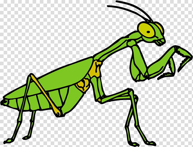 Insect Green, Mantis, European Mantis, Drawing, Line Art, Yellow, Cartoon, Wildlife transparent background PNG clipart