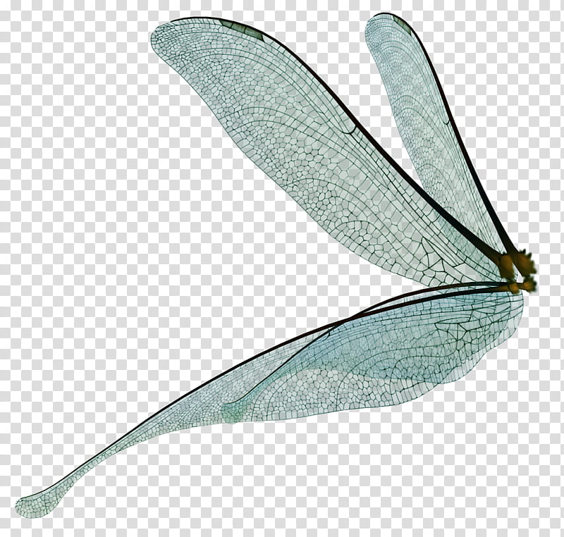 UNRESTRICTED Dragonfly Fairy Wings Render, gray dragonfly wings transparent background PNG clipart