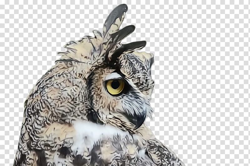 owl bird eastern screech owl bird of prey great horned owl, Watercolor, Paint, Wet Ink, Western Screech Owl, Wildlife, Great Grey Owl transparent background PNG clipart