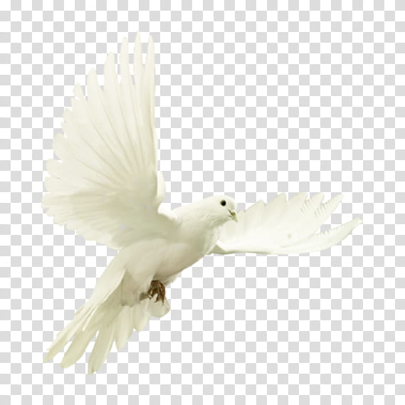 Feather, White, Bird, Wing, Beak, Parrot, Pigeons And Doves, Cockatoo transparent background PNG clipart