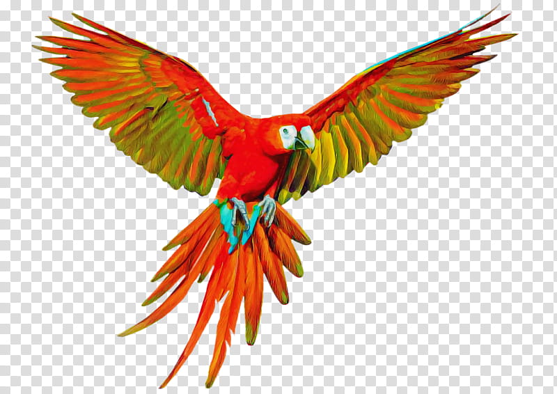 Orange, Bird, Parrot, Wing, Macaw, Beak, Hummingbird, Feather transparent background PNG clipart
