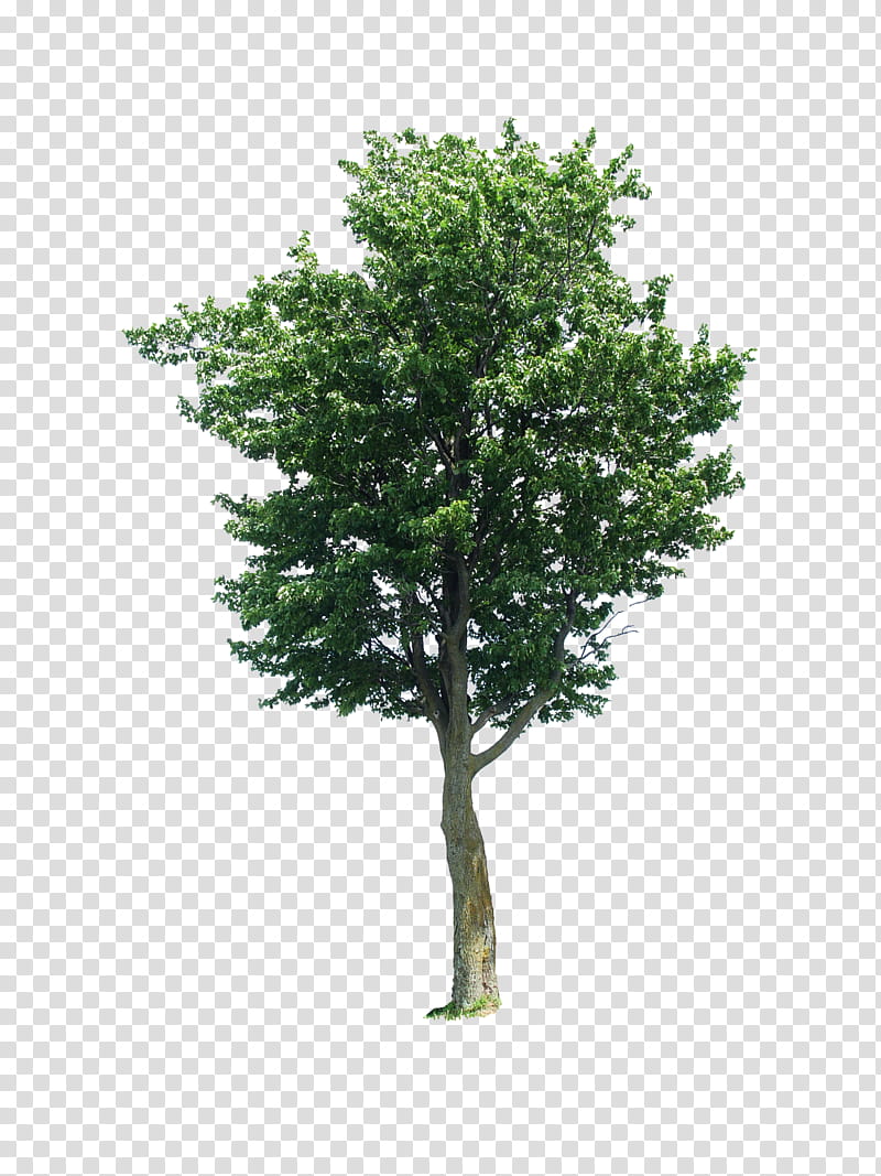 Tree , cutout of green tree transparent background PNG clipart