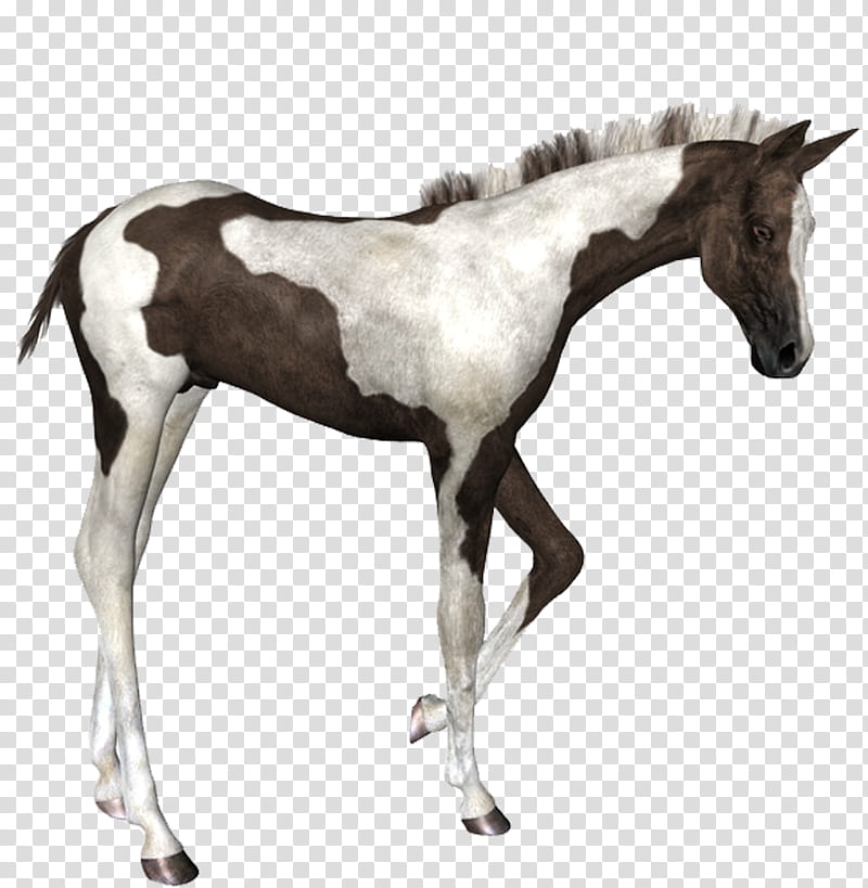Painted Foal, white and black Horse transparent background PNG clipart