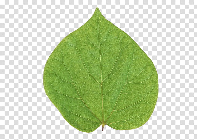 leaves P, green leaf transparent background PNG clipart