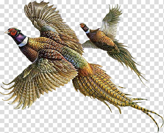 Big Bird, Ringnecked Pheasant, Flight, Painting, Animal, Birds, Drawing, Feather transparent background PNG clipart