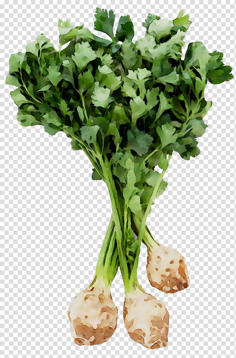 Vegetables, Celeriac, Root Vegetables, Turnip, Rutabaga, Parsley Roots, Recipe, Leaf Celery transparent background PNG clipart