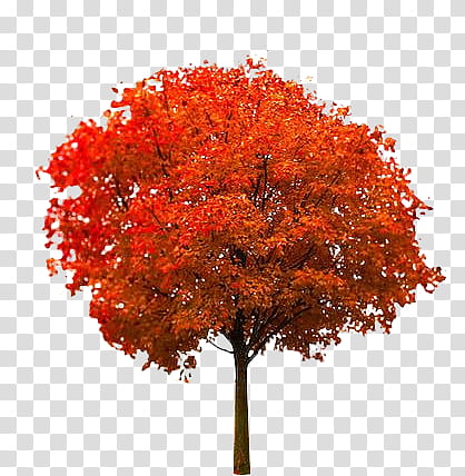 Autumn, red tree transparent background PNG clipart