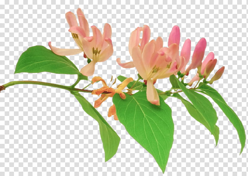 Pink Flower, Pink Honeysuckle, Ornamental Plant, Plants, Orange Honeysuckle, Video, Vine, Television transparent background PNG clipart
