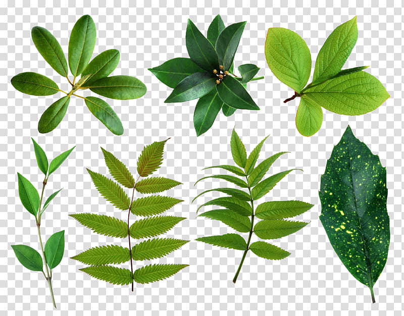 Leaves and flowers , green-leafed plants transparent background PNG clipart