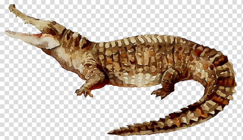 Monster, Gila Monster, Gecko, Dinosaur, Crocodiles, Animal, Heloderma, Reptile transparent background PNG clipart