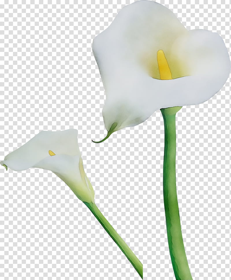 White Lily Flower, Arum Lilies, Cut Flowers, Moth Orchids, Plant Stem, Plants, Giant White Arum Lily, Alismatales transparent background PNG clipart