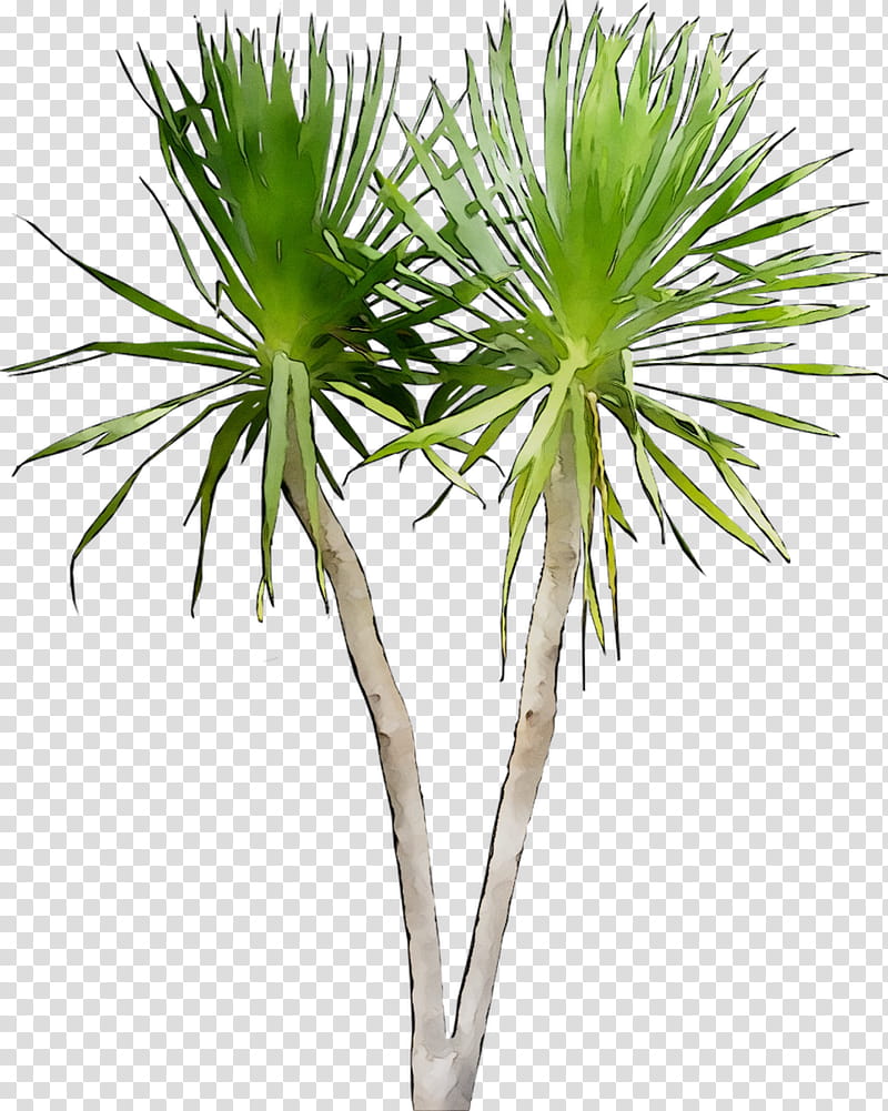 Palm Tree, Asian Palmyra Palm, Dragon Tree, Plants, Archontophoenix Alexandrae, Houseplant, Tropics, Veitchia transparent background PNG clipart