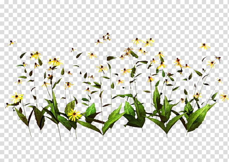 Flowers, Petal, Cut Flowers, Plants, Plant Stem, Branch, Grass, Wildflower transparent background PNG clipart
