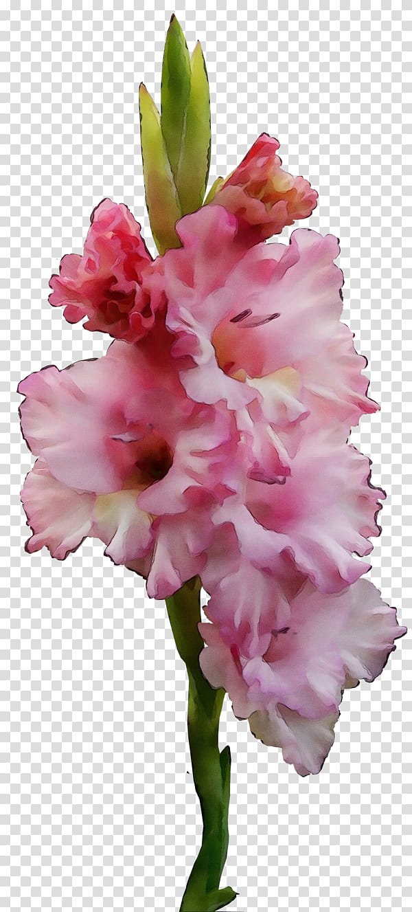 flower flowering plant plant pink gladiolus, Watercolor, Paint, Wet Ink, Petal, Cut Flowers, Iris Family transparent background PNG clipart