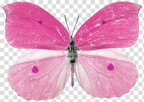 pink and white butterfly transparent background PNG clipart