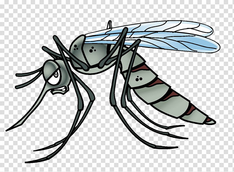 Mosquito Insect, , Cartoon, Yellow Fever Mosquito, Drawing, Dengue Fever, Mosquito Nets Insect Screens, Pest transparent background PNG clipart