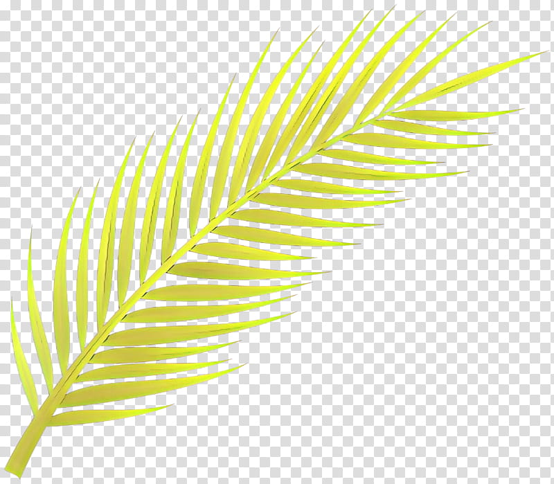 Feather, Yellow, Leaf, Green, Line, Quill, Plant, Natural Material transparent background PNG clipart