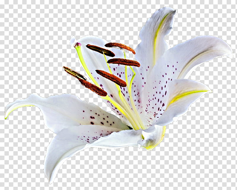 Blanca Lily  transparent background PNG clipart