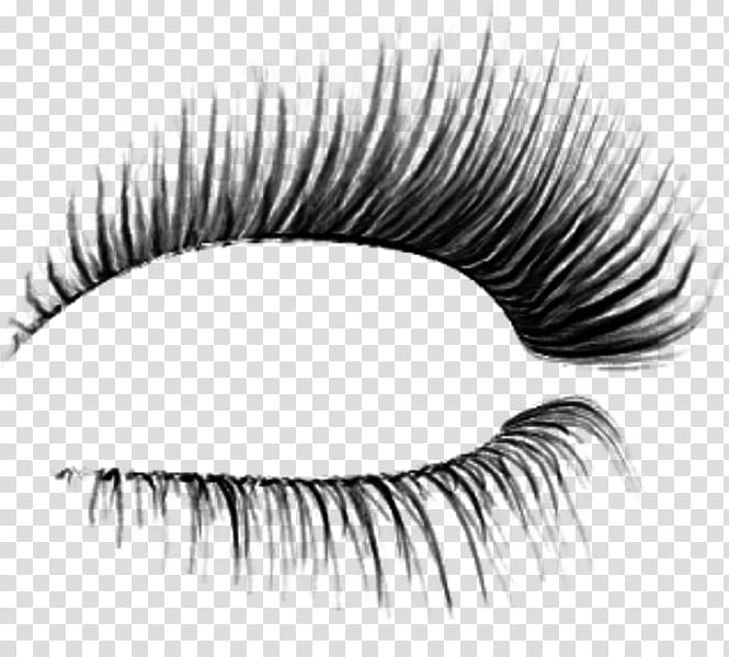Eyelash extensions Transparency Cosmetics Eyebrow, Artificial Hair ...