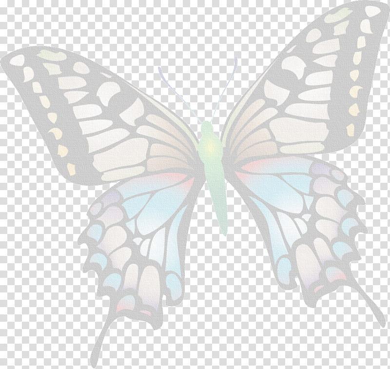 World, Old World Swallowtail, Butterflies And Moths, Swallowtail Butterfly, Monarch Butterfly, Glasswing Butterfly, Eastern Tiger Swallowtail, Swallowtails transparent background PNG clipart