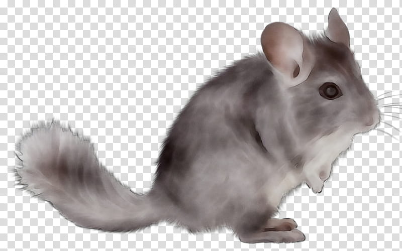 Hamster, Chinchilla, Gerbil, Rat, Whiskers, Animal, Fur, Rabbit transparent background PNG clipart