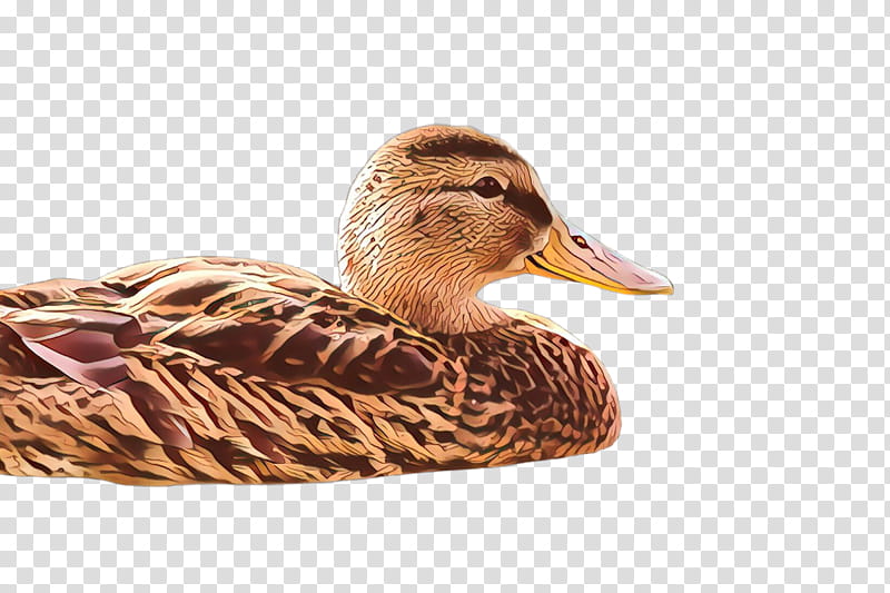 bird duck water bird mallard ducks, geese and swans, Ducks Geese And Swans, Waterfowl, Beak, American Black Duck, Hunting Decoy transparent background PNG clipart