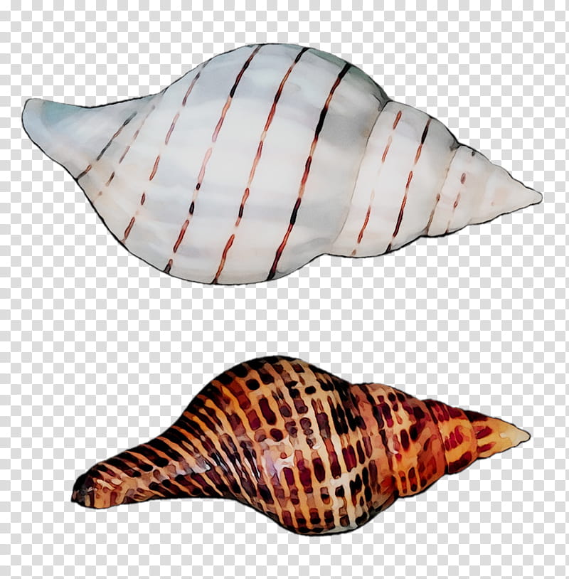 Snail, Seashell, Sea Snail, Gastropod Shell, Mollusc Shell, Conch, Shankha transparent background PNG clipart