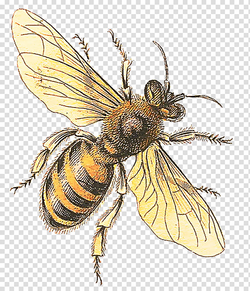 Honey, Bee, Insect, Western Honey Bee, Drawing, Botanical Illustration, Beekeeping, Bumblebee transparent background PNG clipart