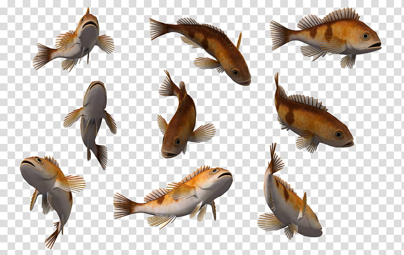 Fish Set , brown and orange fish transparent background PNG clipart